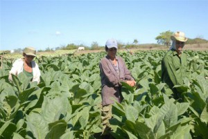 ANAP female associates have been doubled in Sancti Spiritus during last five years. (Photo: Vicente Brito/Escambray)