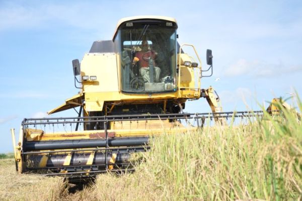 rice production in la sierpe