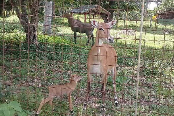 first nilgai antelope born in sancti spiritus