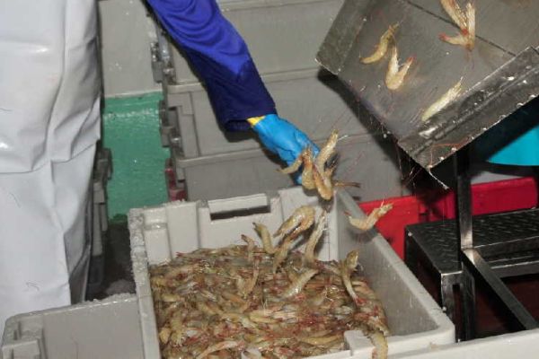 A worker processes shrimp in Tunas de Zaza, Sancti Spiritus, Cuba