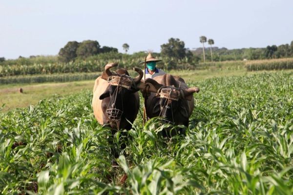 food production in sancti spiritus, central cuba