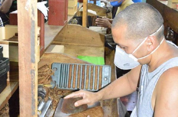 A male worker of processes tobacco leaves