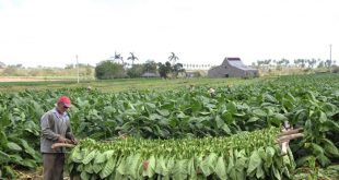 agricultura, tabaco, sancti spíritus