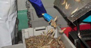 A worker processes shrimp in Tunas de Zaza, Sancti Spiritus, Cuba