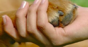 Authorities ratify to guarantee animal welfare in Cuba