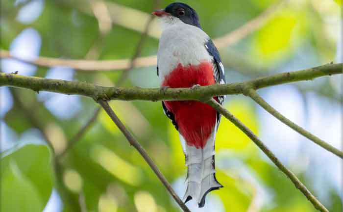 Tocororo national bird of Cuba