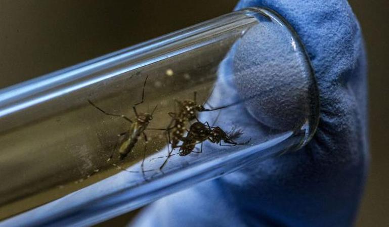 Increase in dengue infection by the Aedes aegypti mosquito reported in Cuba
