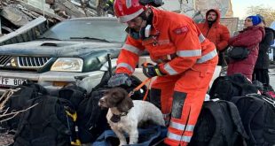 The dogs helping find earthquake survivors in Turkey