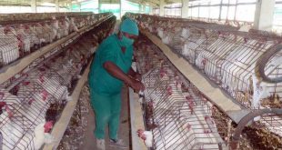 Cuba takes measures for strict control of bird flu